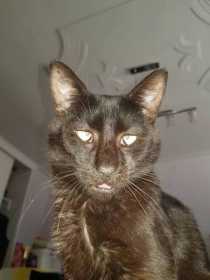 Lost Cat