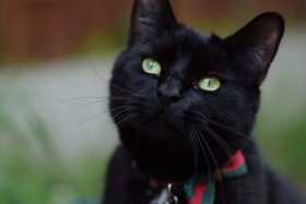 Lost Cat