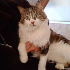 Lost Cat