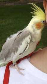 Lost Cockatiel