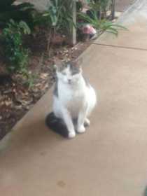 Lost Cat