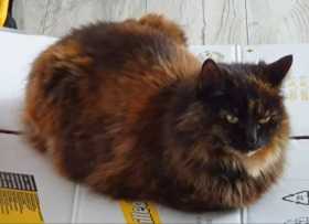 Lost Cat