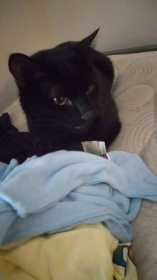 Lost Cat