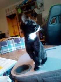 Lost Cat