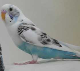 Lost Budgerigar