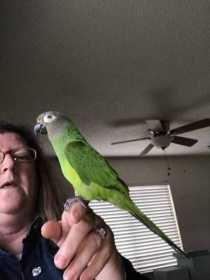 Lost Conure