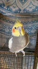 Lost Cockatiel