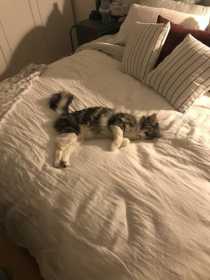 Lost Cat
