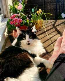 Lost Cat
