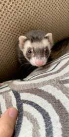 Lost Ferret
