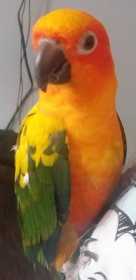 Lost Conure