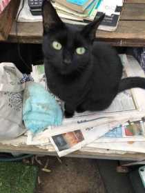Lost Cat