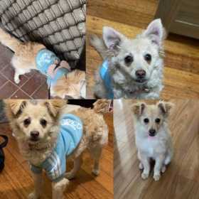 Lost Dog