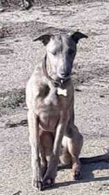 Lost Dog