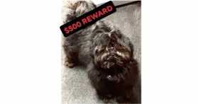 Lost Dog