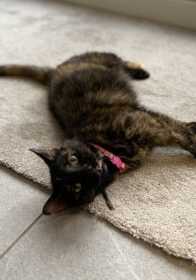 Lost Cat