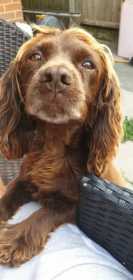 Lost Dog