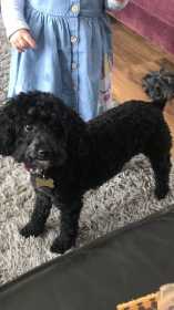 Lost Dog