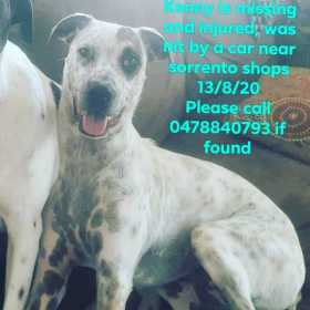Lost Dog