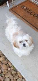 Lost Dog
