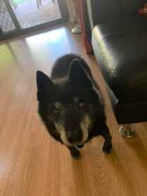 Lost Dog
