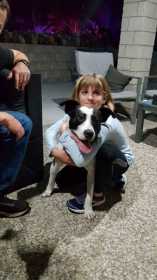 Lost Dog