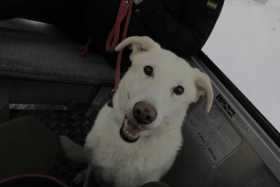 Lost Dog