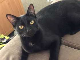 Lost Cat