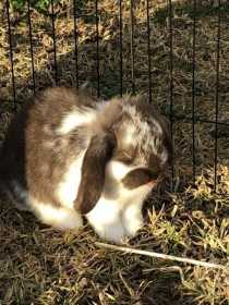 Lost Rabbit