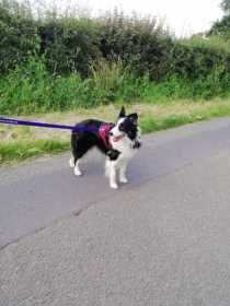 Lost Dog