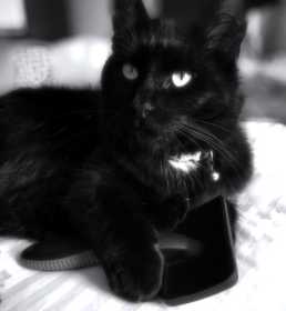 Lost Cat