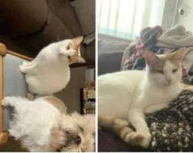 Lost Cat