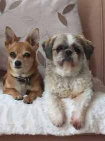 Lost Dog