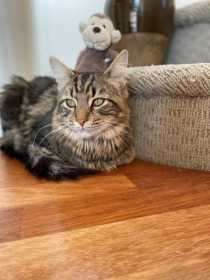 Lost Cat