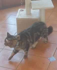 Lost Cat