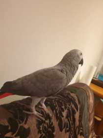 Lost African Grey