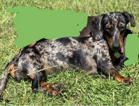 Lost Dog