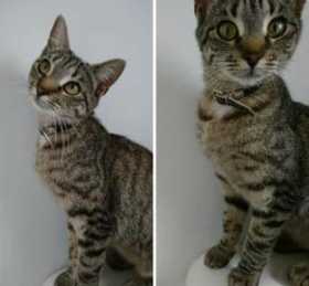 Lost Cat