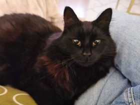 Lost Cat