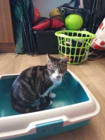 Lost Cat