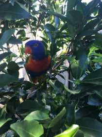 Lost Lory / Lorikeet