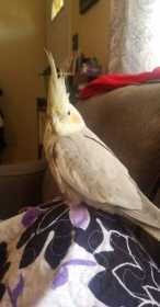 Lost Cockatiel