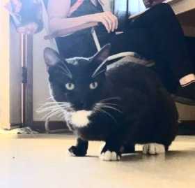 Lost Cat