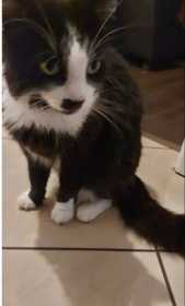 Lost Cat