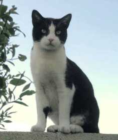 Lost Cat