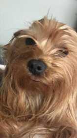 Lost Dog