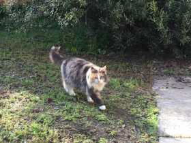 Lost Cat