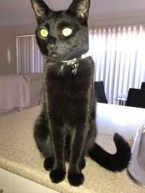 Lost Cat