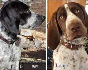 Lost Dog