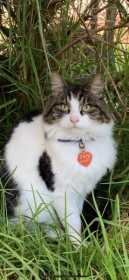 Lost Cat